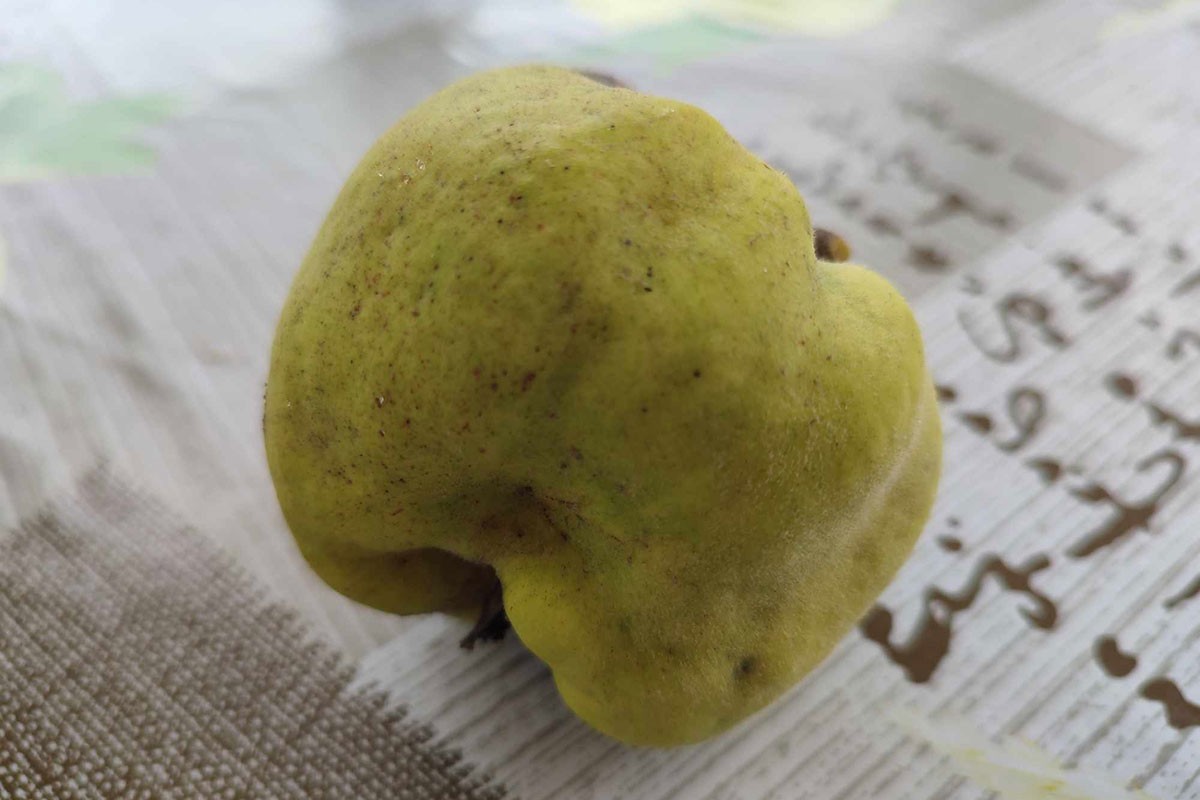Kako da zamrznete dunje