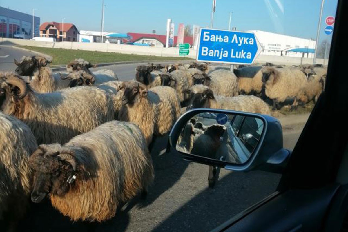 Ovce blokirale saobraćaj u kružnom toku