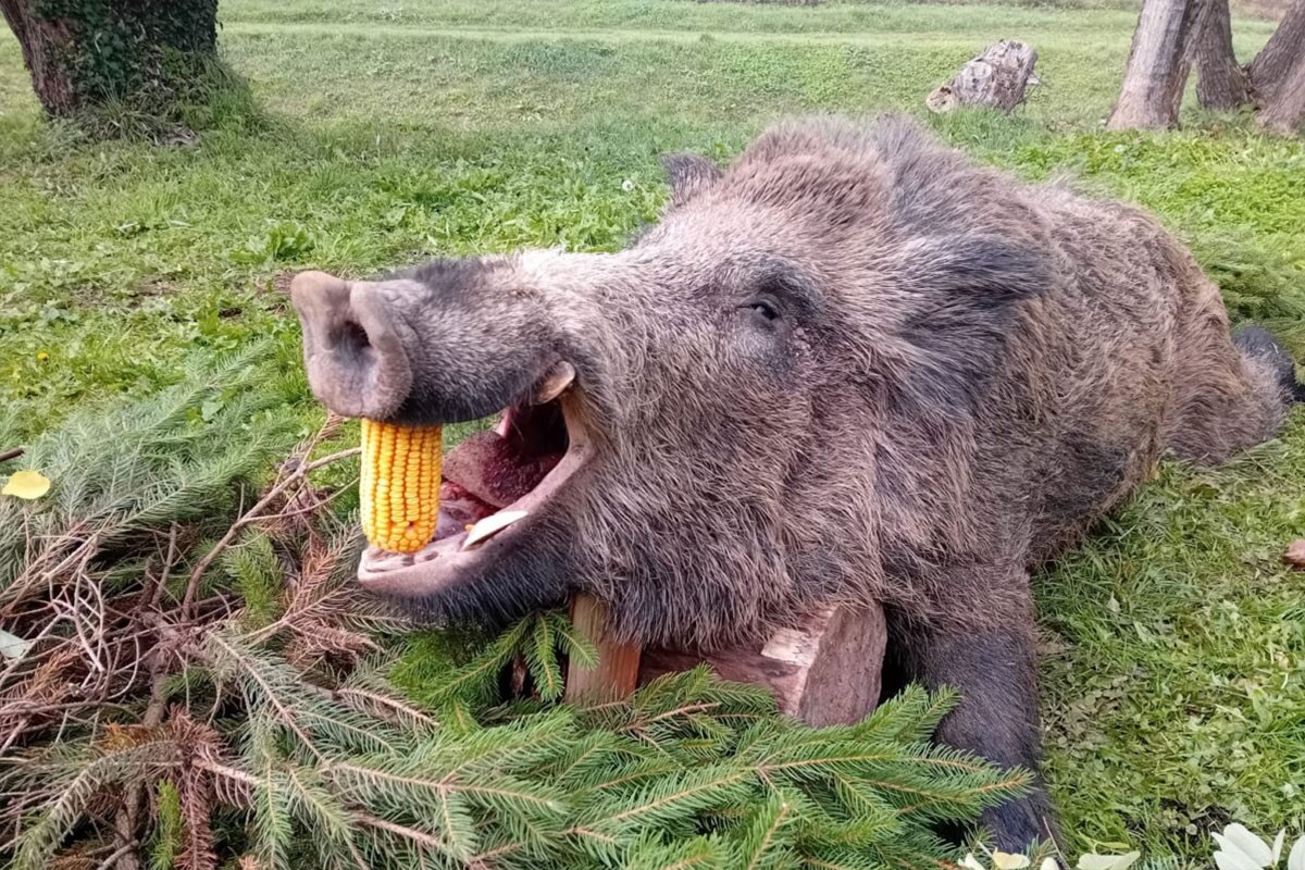 Dervenćanin odstrijelio vepra kapitalca (FOTO)