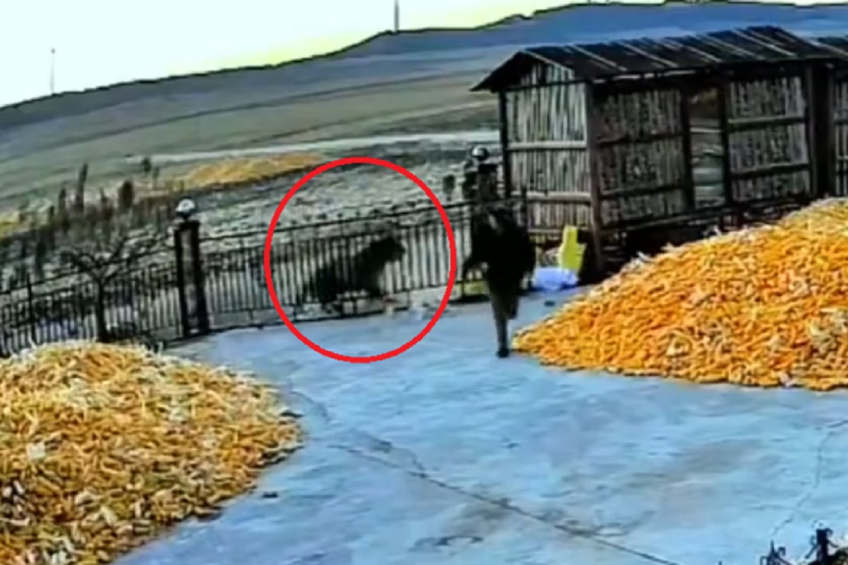 Tigar hara na sjeveru države: Već napao dva čovjeka (VIDEO)