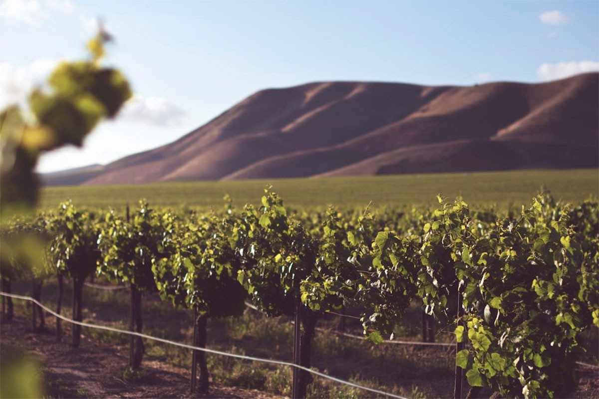 Vinogradar osuđen jer je miješao nekoliko vina pa ga prodavao kao prestižno