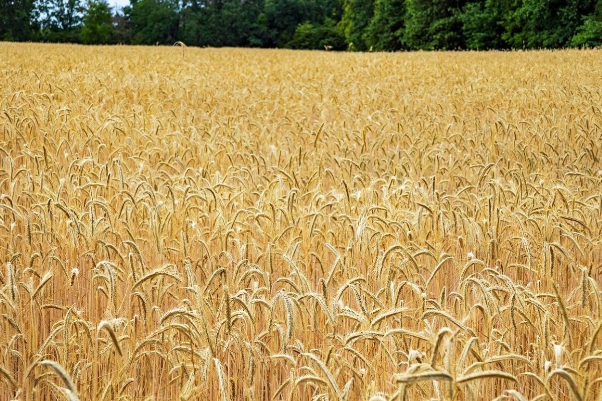 Rusija povećala carine na izvoz žitarica