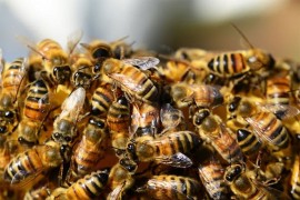 Pesticidi koji ubijaju pčele pronađeni u 85 odsto rijeka u Engleskoj