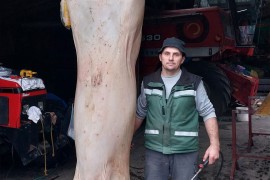 Dervenćanin uzgojio tovljenika teškog čak 430 kg (FOTO)
