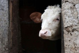Tri izolovana slučaja bruceloze u Brčko distriktu