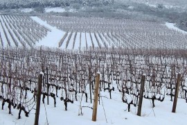 Zimsko mirovanje vinove loze: Šta treba znati?