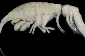 Predator iz morskih dubina može da zarobi, ubije i nahrani se
