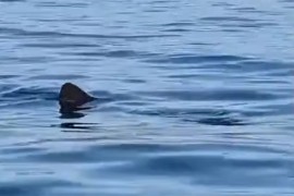 U Istri uz obalu snimljena druga najveća riba na svijetu (VIDEO)