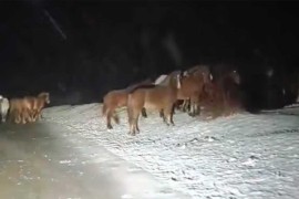 Zimski prizori iz BiH: Saobraćajne teškoće i krdo konja na putu ...