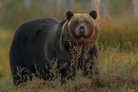 Medvjedica lovca unakazila do neprepoznatljivosti