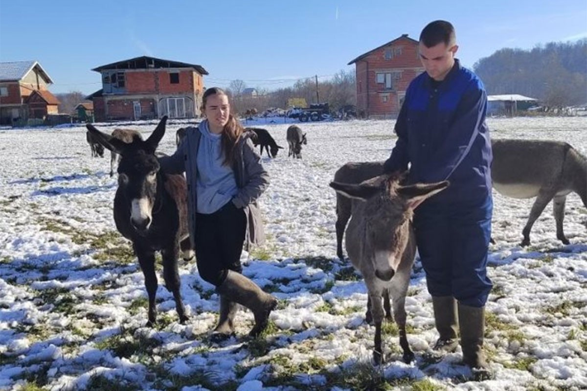 Mladi Prijedorčanin uzgaja magarce, ne razmišlja o odlasku u inostranstvo (VIDEO)