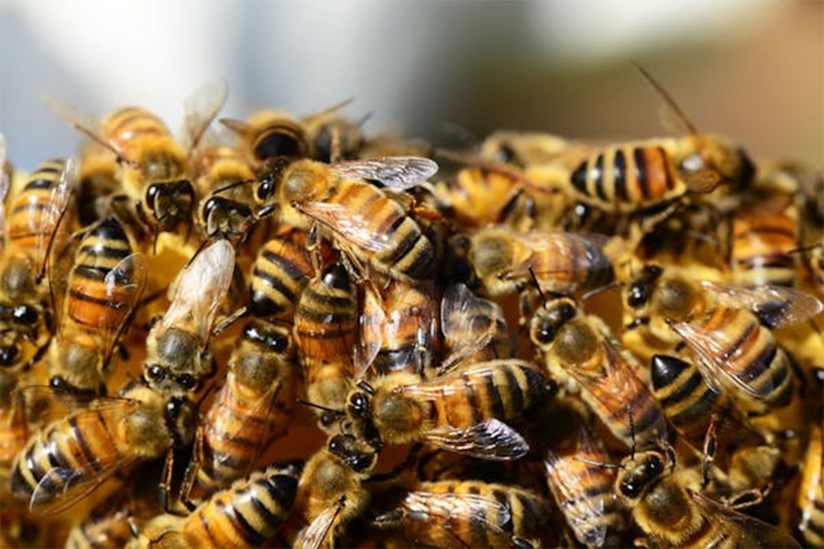 Pesticidi koji ubijaju pčele pronađeni u 85 odsto rijeka u Engleskoj