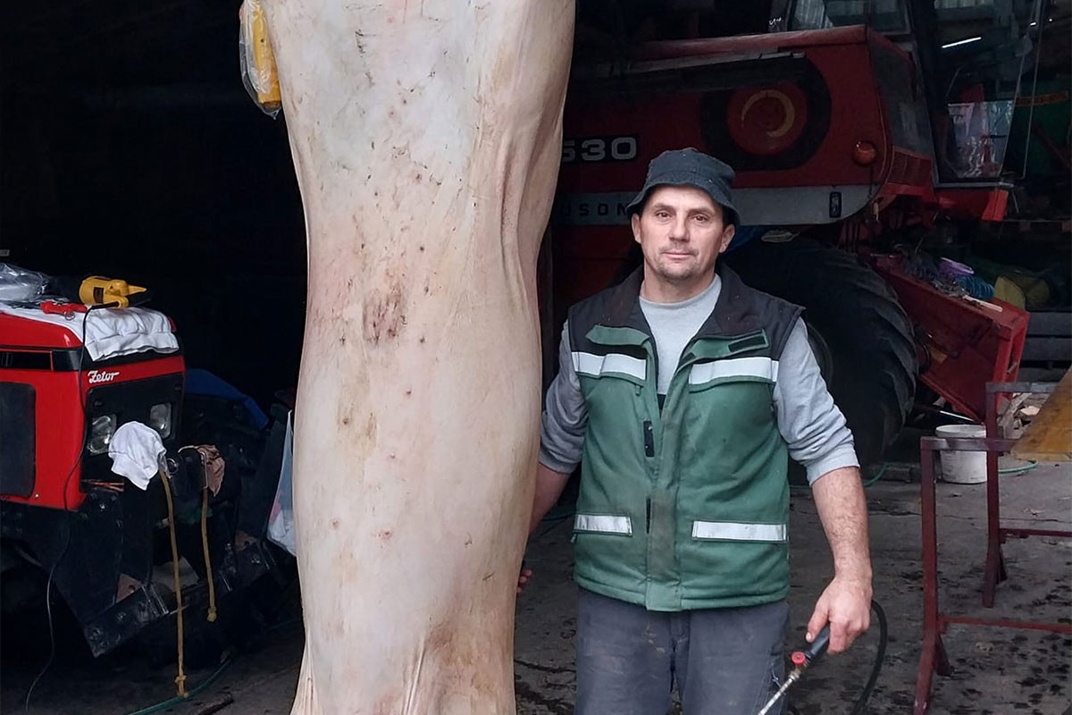 Dervenćanin uzgojio tovljenika teškog čak 430 kg (FOTO)