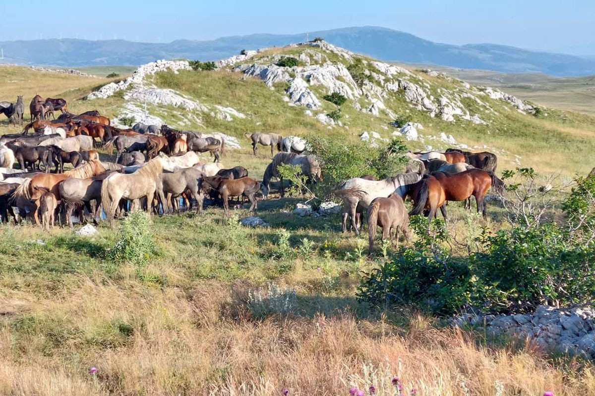 Neophodno donijeti zakon o zaštiti livanjskih konja