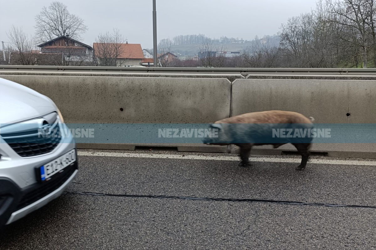 Svinja na brzoj cesti kod Banjaluke