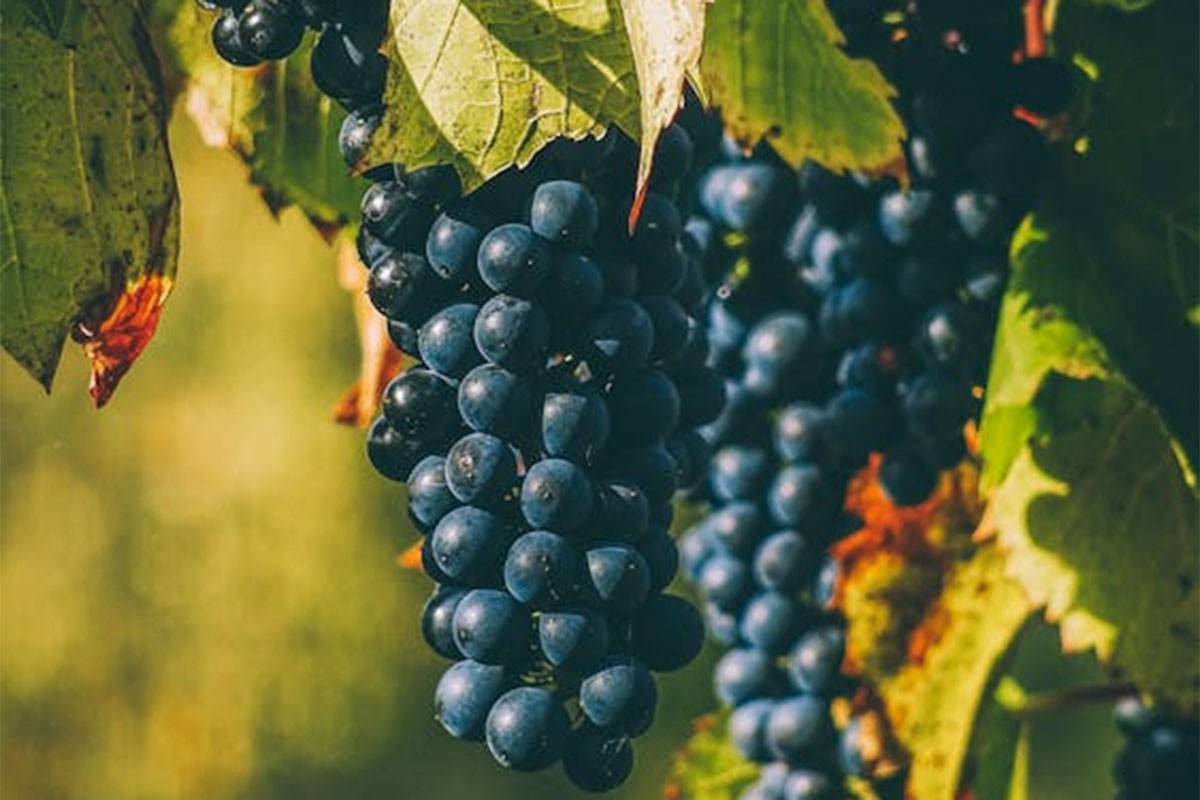 U Skandinaviji raste uzgoj vinove loze i proizvodnja vina
