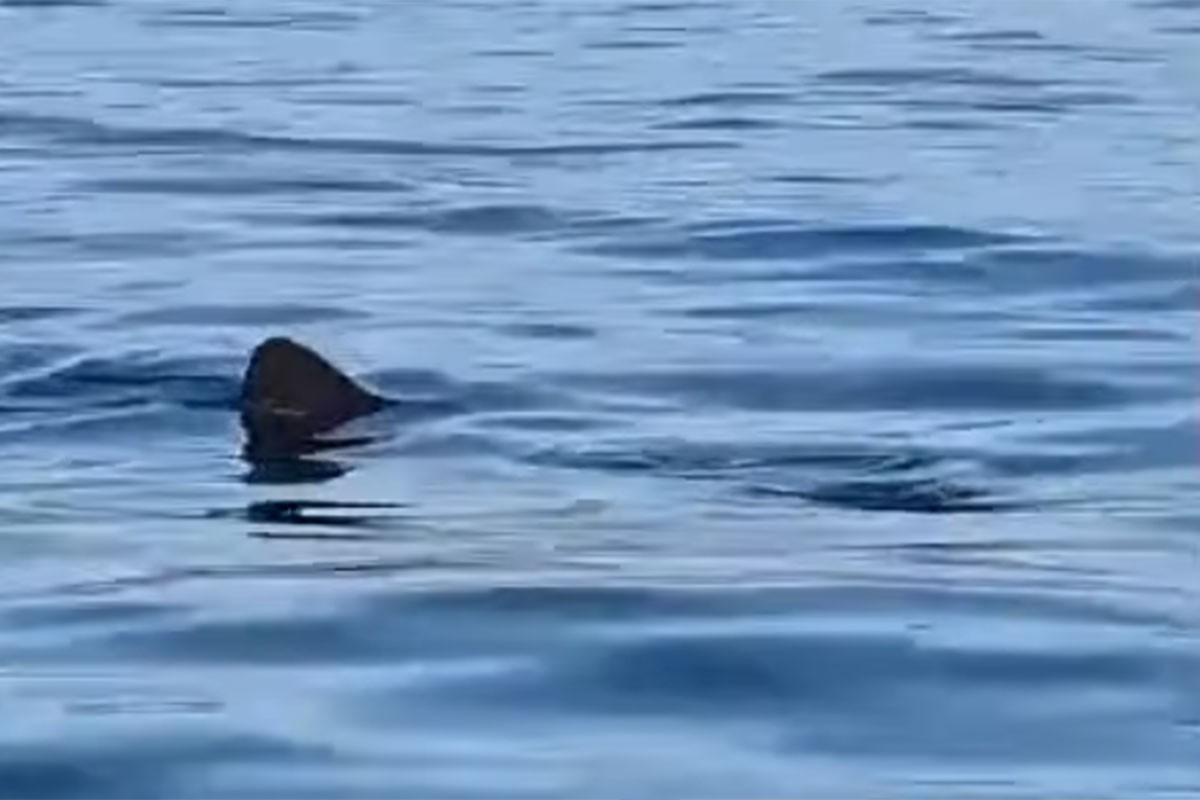 U Istri uz obalu snimljena druga najveća riba na svijetu (VIDEO)