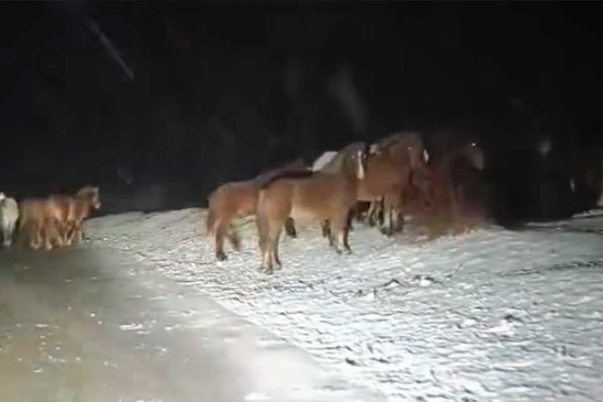 Zimski prizori iz BiH: Saobraćajne teškoće i krdo konja na putu (VIDEO)