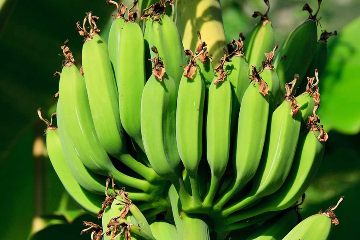 Banana-dijeta skida i do 18 kilograma, a ne gladujete