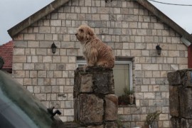Pas sjedi na kapiji ubijene braće na Cetinju: Čeka ih, a oni više neće doći