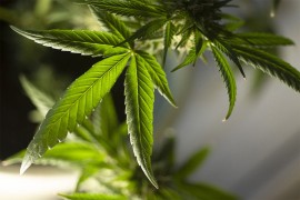 U Bugarskoj zatvoren jedan od najvećih staklenika za nelegalnu ...
