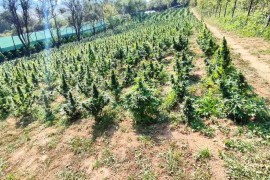 Optuženi za podizanje plantaže marihuane vrijedne tri miliona KM