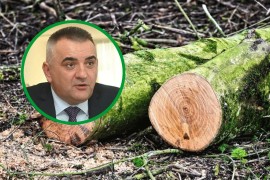 Minić: Godinama smo dozvoljavali da sjekači komanduju šumskim ...