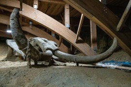 Naučnici kritični: Projekat "vaskrsenje" mamuta dostigao nevjerovatnu ...