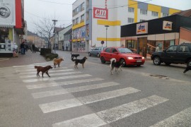 Sanski Most muku muči sa psima lutalicama