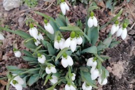 Prvi vjesnici proljeća – visibabe u januaru (FOTO)