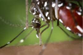 U Španiji otkriven novi virus koji prenose komarci