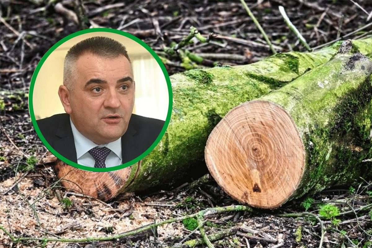 Minić: Godinama smo dozvoljavali da sjekači komanduju šumskim gazdinstvima
