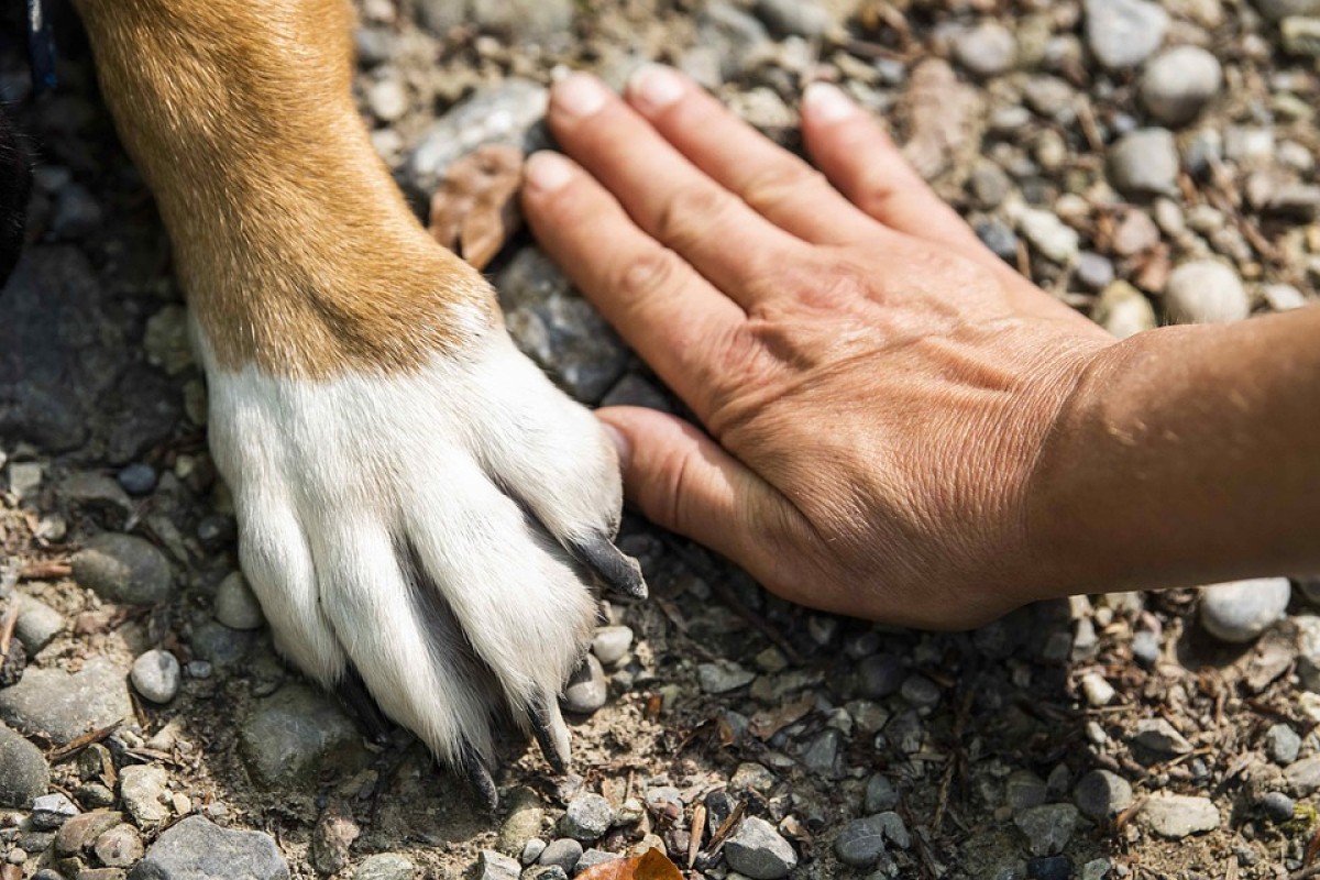 Donijela štene u zubima u veterinarsku kliniku (VIDEO)