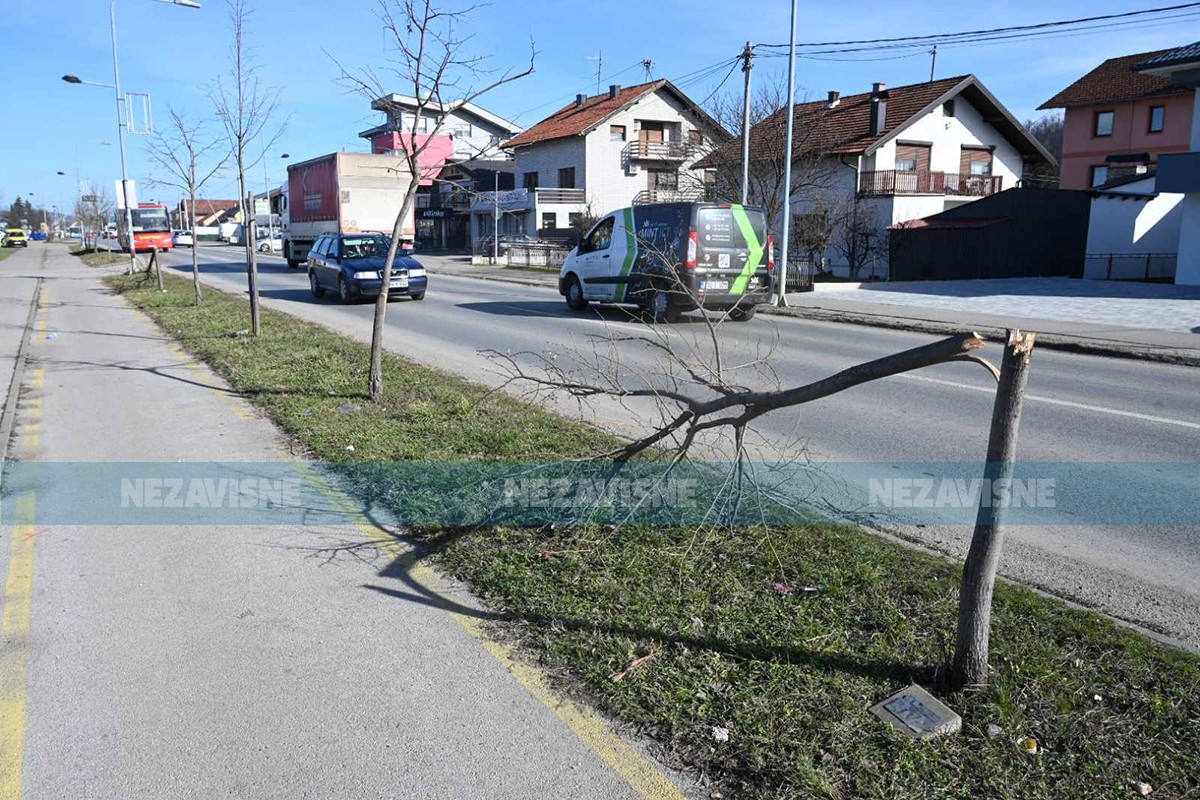 Vandalizam u Banjaluci: Isječena mlada stabla (FOTO, VIDEO)