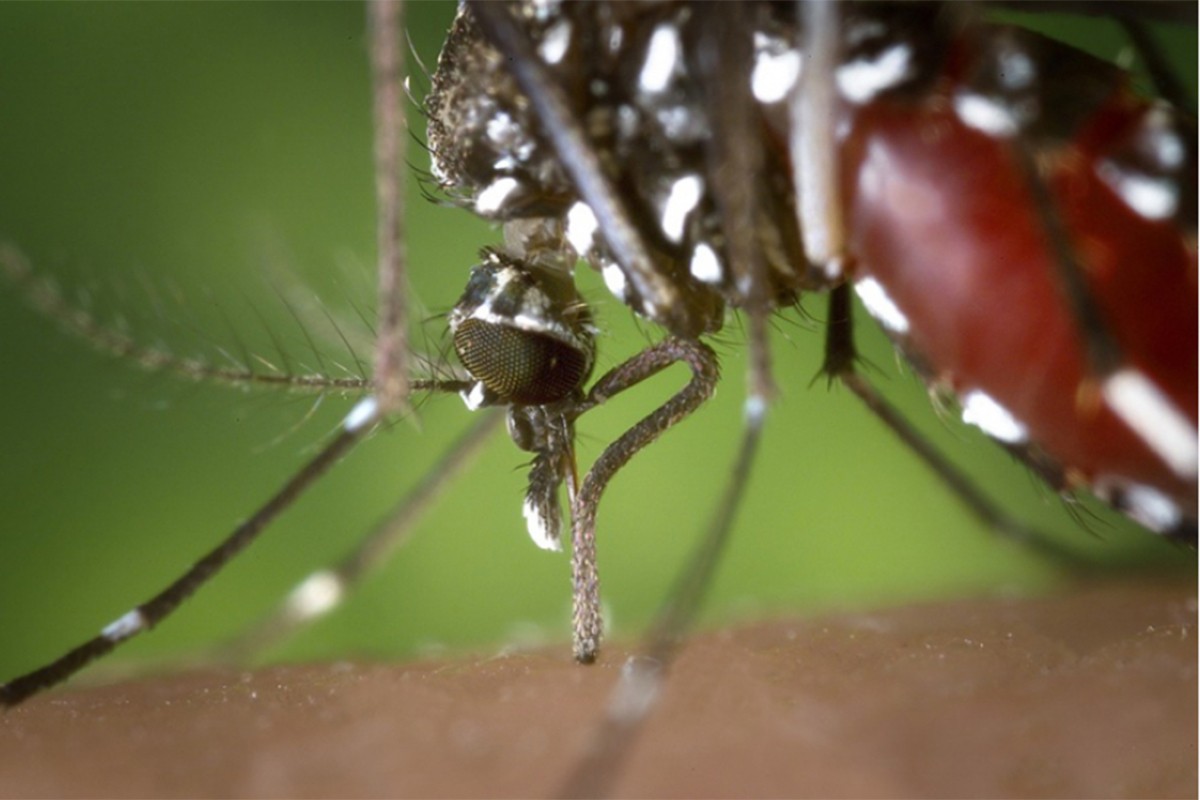 U Španiji otkriven novi virus koji prenose komarci