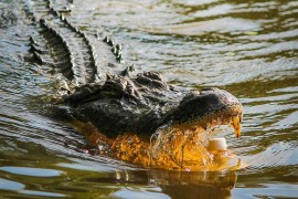 Tragedija u Australiji: Krokodil usmrtio ribara