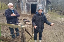 Psi lutalice provalili u tor i poklali ovce