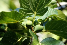 Pad prinosa mandarina i smokava u FBiH
