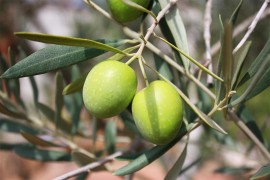 Voćni bilans u FBiH: Više limuna i maslina, manje smokava i mandarina