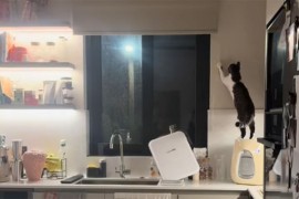 Mačak hit na TikToku, ima nesvakidašnju vještinu (VIDEO)