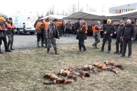 Bilans lova na predatore: U hajci palo pet lisica i šakal