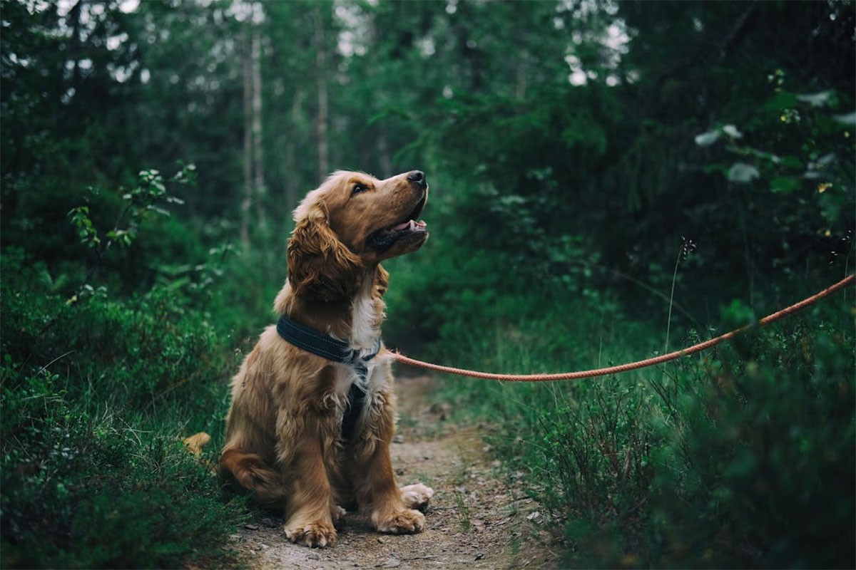 Veterinari otkrili koliko često treba šetati psa