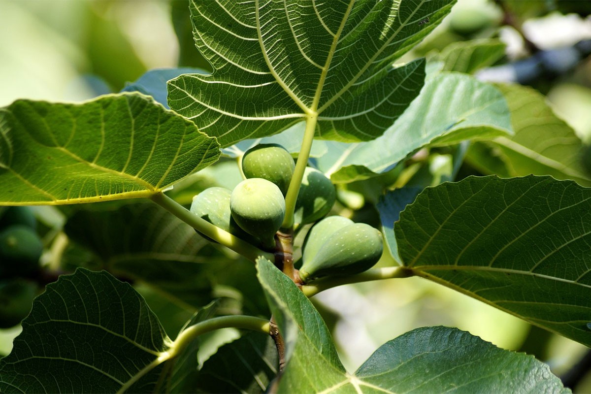 Pad prinosa mandarina i smokava u FBiH