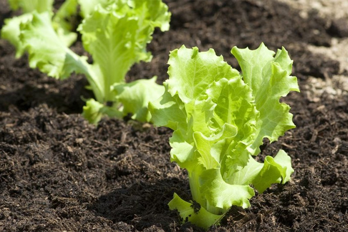Posadite ove biljke pokraj zelene salate za bolji prinos