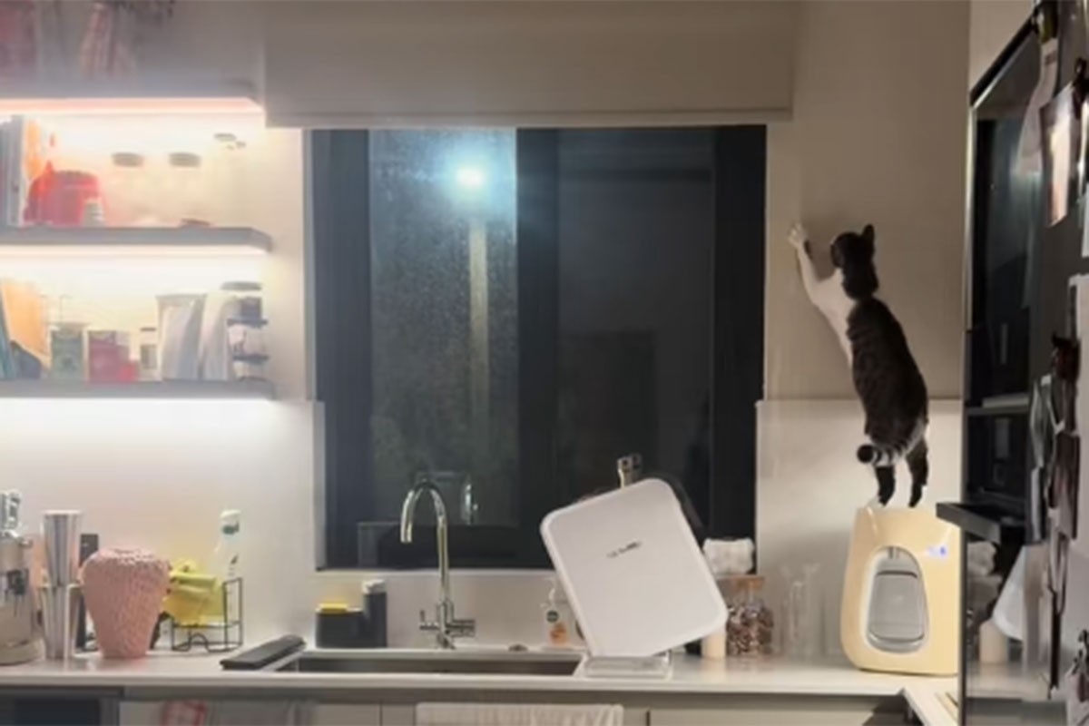 Mačak hit na TikToku, ima nesvakidašnju vještinu (VIDEO)