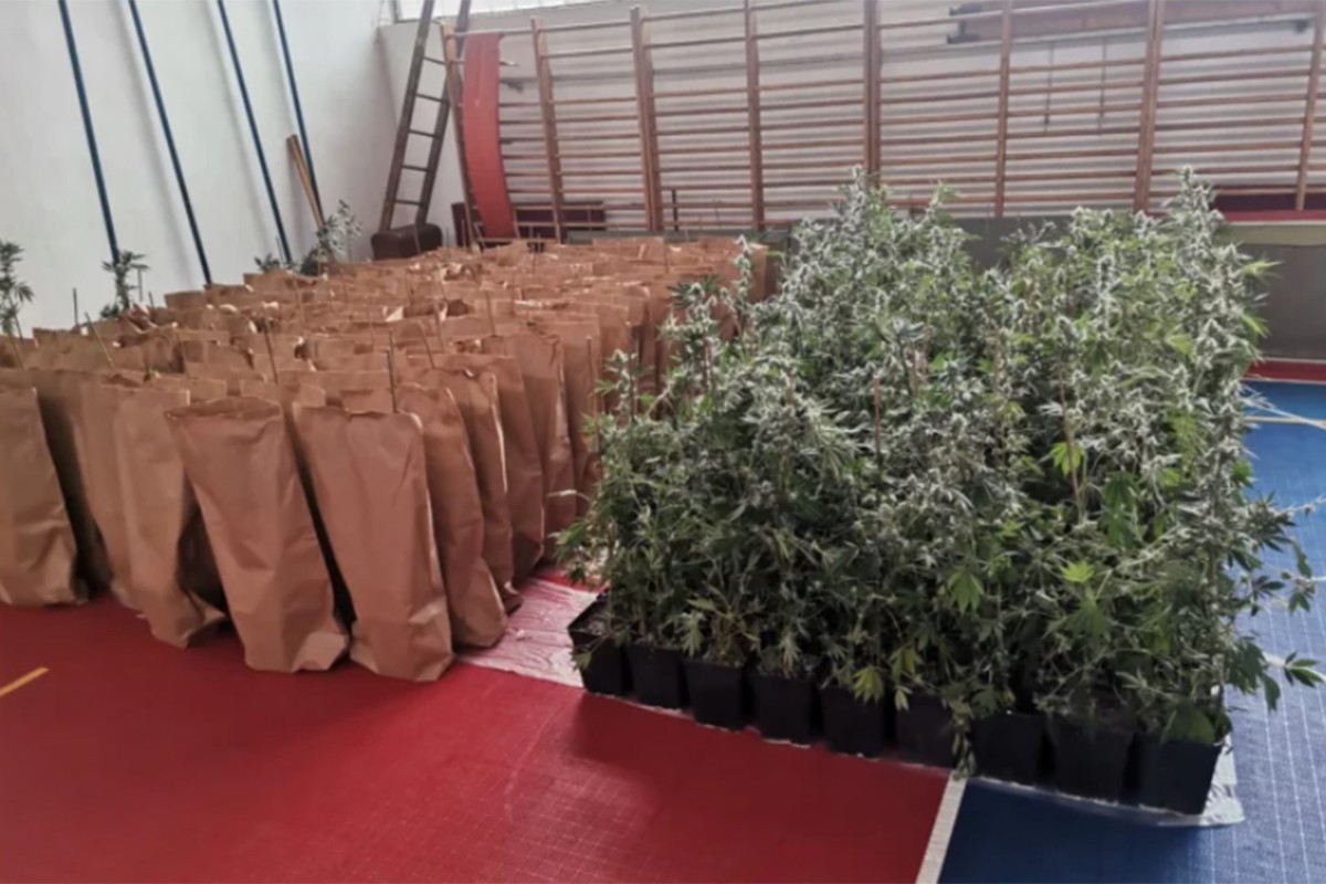 Sale i Žutica optuženi zbog droge: U  laboratoriji posadili 270 sadnica indijske konoplje