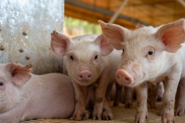 Farmeri u Hrvatskoj dižu ruke od uzgoja svinja