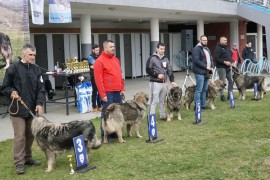 Šarplaninci na "Aquani"