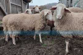 Opasna bolest papkara: Zabranjen uvoz iz Mađarske, Brandenburga i ...