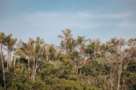 Kroz Amazoniju se gradi auto-put za potrebe klimatskog samita COP30